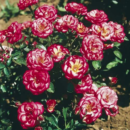 Róża miniaturowa Sweet Symphony interface.image 1 interface.art 6263