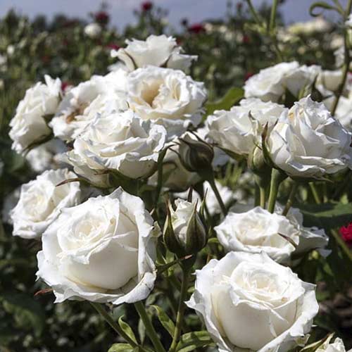 Róża miniaturowa Sсhnee Princess interface.image 1 interface.art 6264