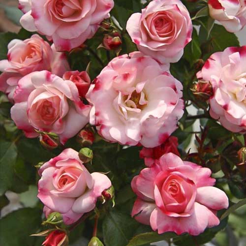 Róża miniaturowa Triple Treat interface.image 1 interface.art 6265