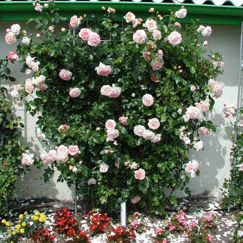 Róża pnąca Amaretto interface.art zdjęcie 1 Róża pnąca Amaretto interface.image 1 interface.art 2152