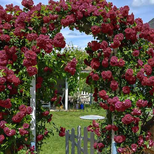 Róża pnąca Black Prince interface.image 1 interface.art 2184