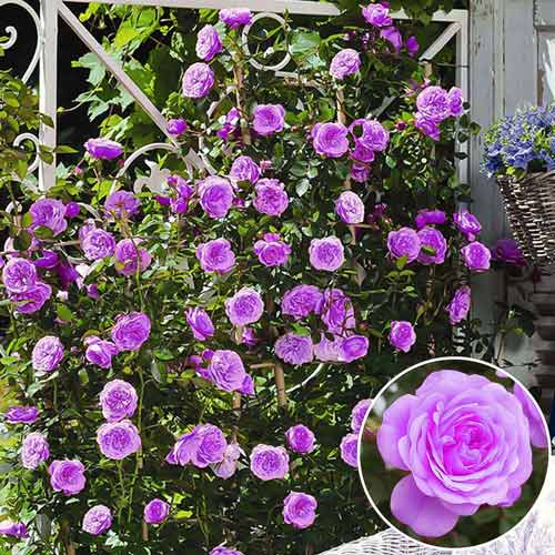 Róża pnąca Blue Dream interface.image 1 interface.art 2159