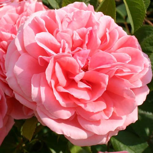 Róża bukietowa Kimono interface.image 2 interface.art 2881