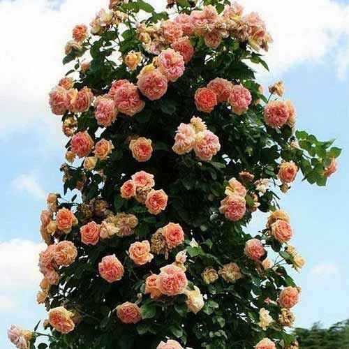 Róża pnąca Alchymist interface.art zdjęcie 1 Róża pnąca Alchymist interface.image 1 interface.art 2150