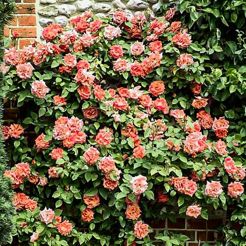 Róża pnąca Aloha interface.image 1 interface.art 2149