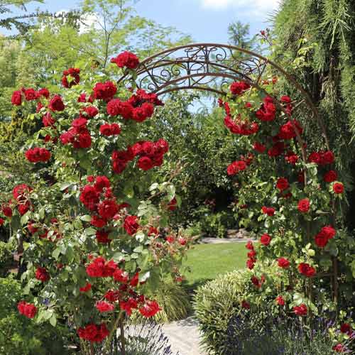 Róża pnąca Amadeus®, C5 interface.image 1 interface.art 5490