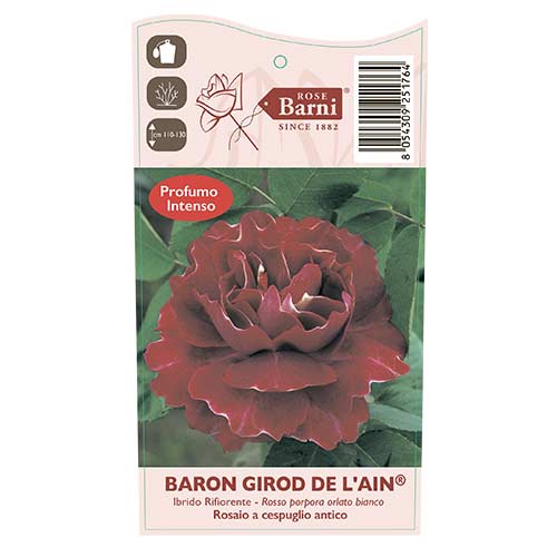 Róża pnąca Baron Girod De L'ain, C5 interface.image 3 interface.art 6141