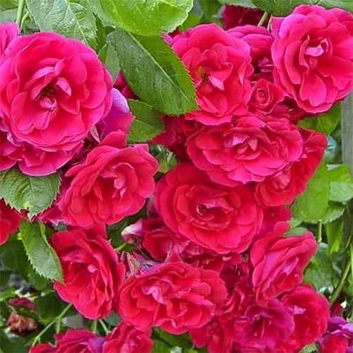 Róża pnąca Blaze Superior interface.image 1 interface.art 4675