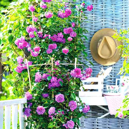 Róża pnąca Blue Moon interface.image 1 interface.art 2153