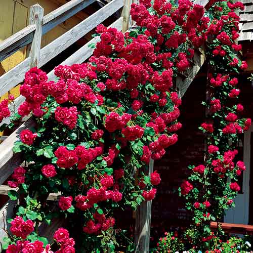 Róża pnąca Bordowa interface.image 1 interface.art 5893