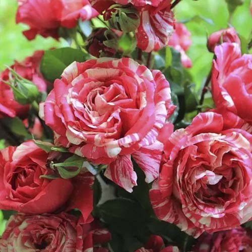 Róża pnąca Chocolate Ripples interface.image 1 interface.art 6248