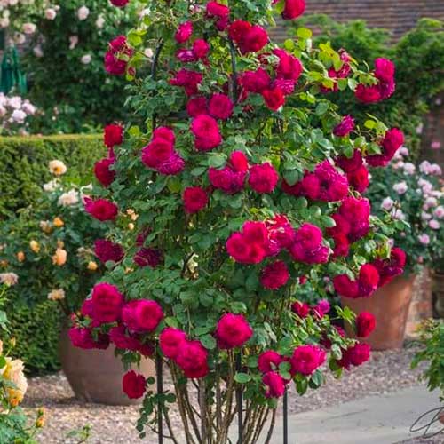 Róża pnąca Ciemnoróżowa interface.image 1 interface.art 5895