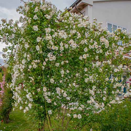 Róża pnąca Climbing Iceberg® interface.art zdjęcie 1 Róża pnąca Climbing Iceberg® interface.image 1 interface.art 5491