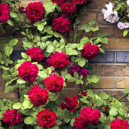 Róża pnąca Don Juan interface.image 1 interface.art 6249