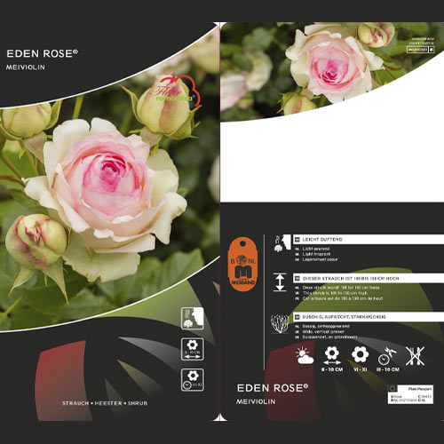 Róża pnąca Eden Rose®, C3 interface.art zdjęcie 3 Róża pnąca Eden Rose®, C3 interface.image 3 interface.art 4559