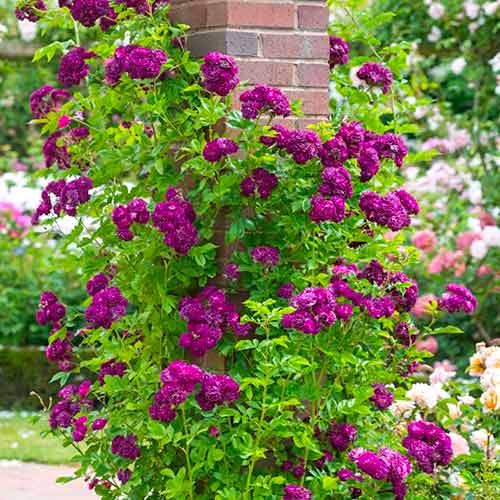 Róża pnąca Fioletowa interface.image 1 interface.art 5894