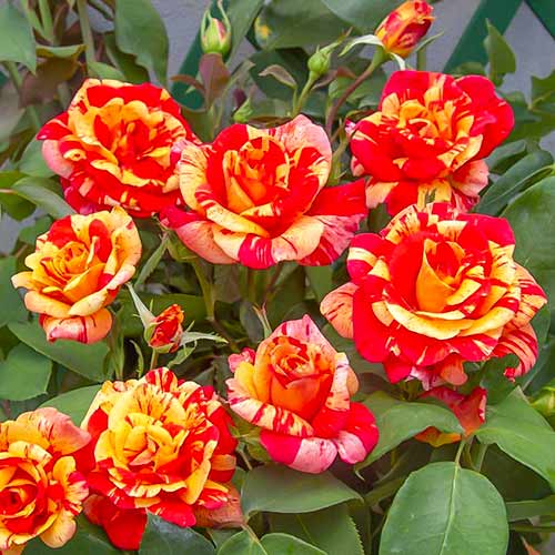 Róża pnąca Flash®, C5 interface.image 1 interface.art 5493