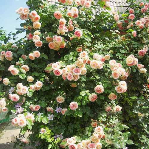 Róża pnąca Fontana interface.image 1 interface.art 2738