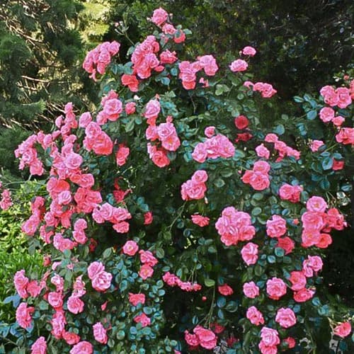 Róża pnąca Galia interface.image 1 interface.art 4676