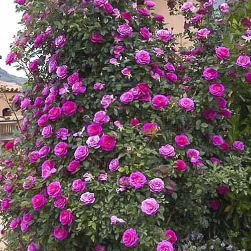 Róża pnąca Gloriana interface.image 1 interface.art 6250