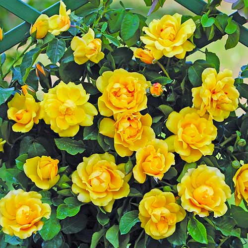 Róża pnąca Golden Gate® interface.image 1 interface.art 5494