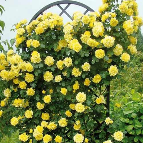 Róża pnąca Golden Showers, root ball interface.image 1 interface.art 2157