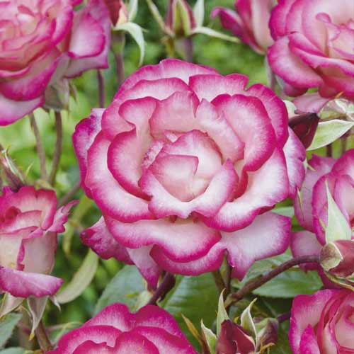 Róża pnąca Händel ®, С3 interface.image 2 interface.art 6179