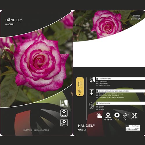 Róża pnąca Händel ®, С3 interface.image 3 interface.art 6179