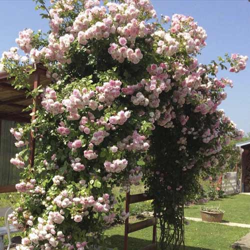 Róża pnąca Jasmina ®, С5 interface.image 1 interface.art 6180