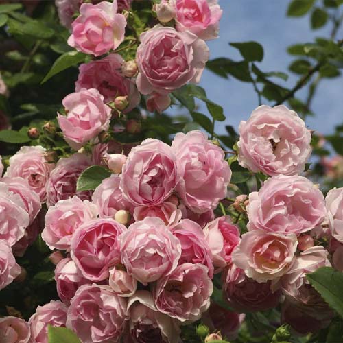 Róża pnąca Jasmina ®, С5 interface.image 2 interface.art 6180