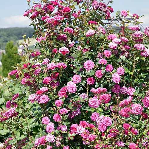 Róża pnąca Jasmine interface.image 1 interface.art 2161