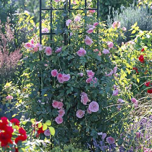 Róża pnąca Kir Royal interface.image 1 interface.art 6251