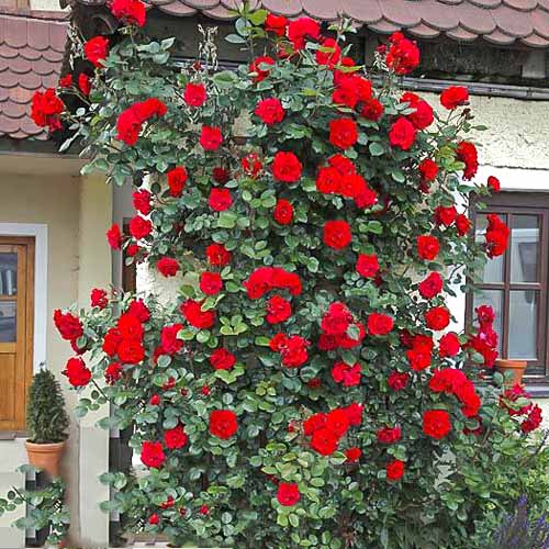 Róża pnąca Laguna interface.image 1 interface.art 2160