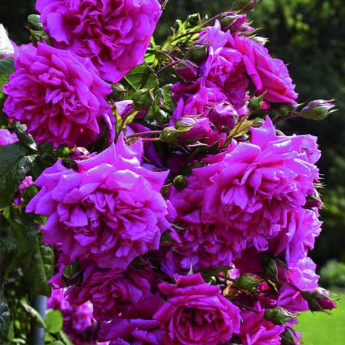 Róża pnąca Laguna®, C5 interface.image 2 interface.art 5495