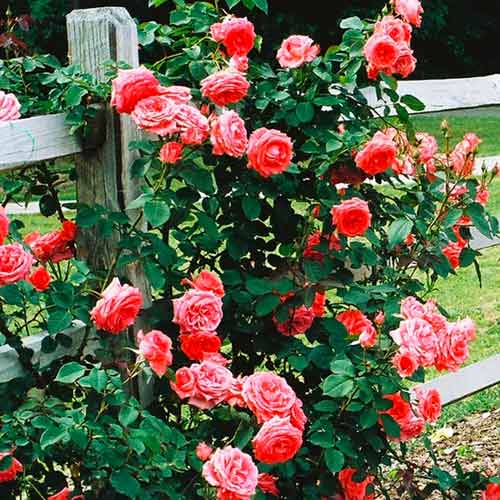 Róża pnąca łososiowa interface.image 1 interface.art 5891