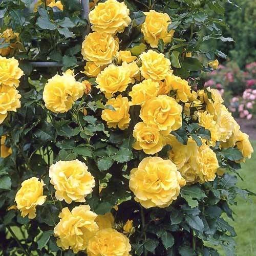 Róża pnąca Lucia interface.image 1 interface.art 6252