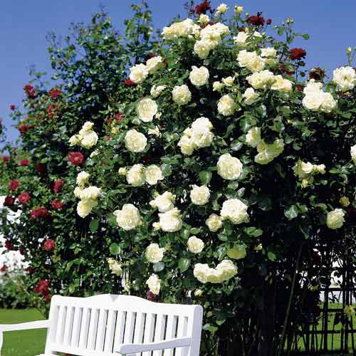 Róża pnąca Mont Blanc interface.image 1 interface.art 2170