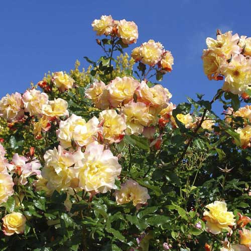 Róża pnąca Moonlight ®, С5 interface.image 1 interface.art 6181