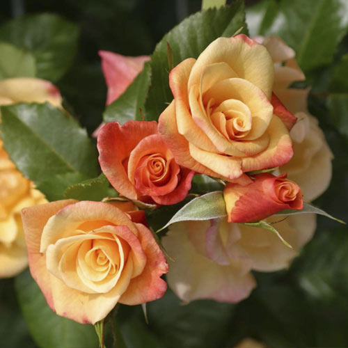 Róża pnąca Moonlight ®, С5 interface.image 2 interface.art 6181