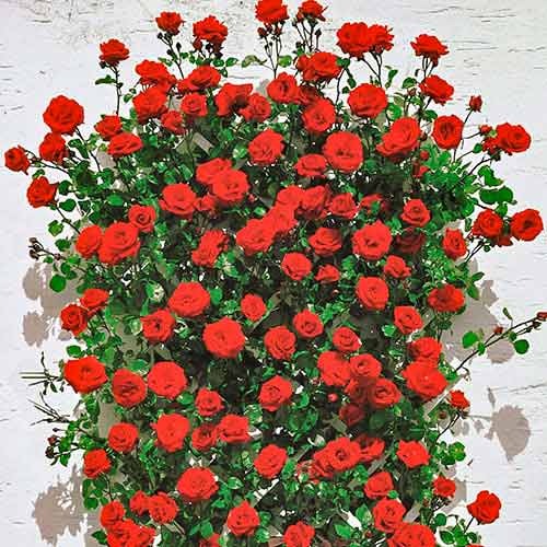 Róża pnąca Mushimara, root ball interface.image 1 interface.art 2171