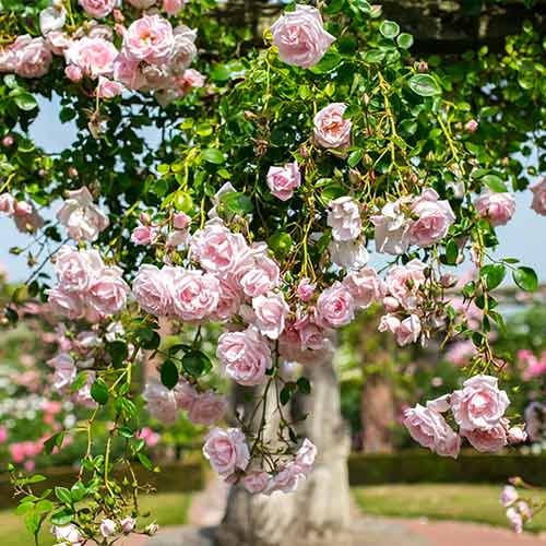 Róża pnąca New Dawn interface.art zdjęcie 1 Róża pnąca New Dawn interface.image 1 interface.art 2172