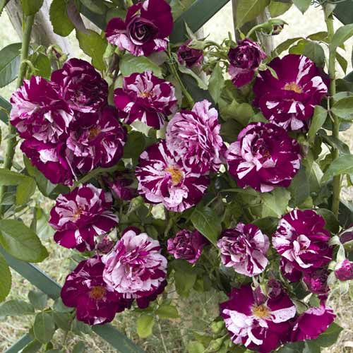 Róża pnąca New Imagine®, C5 interface.image 1 interface.art 5496