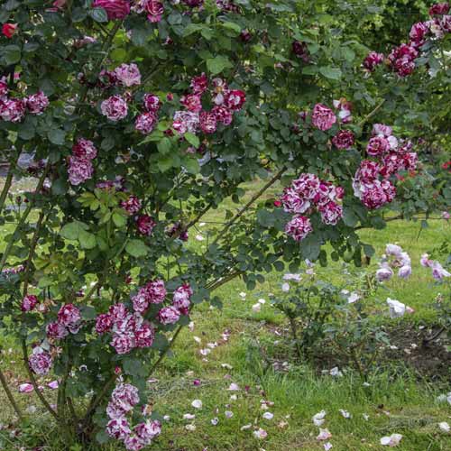 Róża pnąca New Imagine®, C5 interface.image 2 interface.art 5496