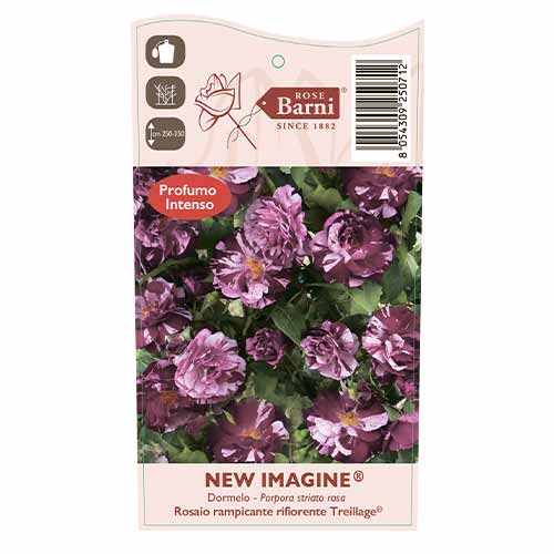 Róża pnąca New Imagine®, C5 interface.image 4 interface.art 5496