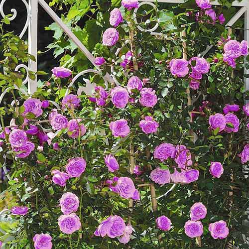 Róża pnąca Niebiesko - Fioletowa interface.art zdjęcie 1 Róża pnąca Niebiesko - Fioletowa interface.image 1 interface.art 2158