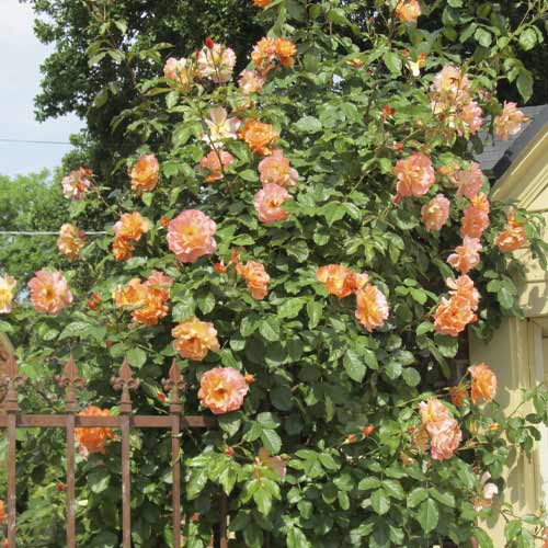 Róża pnąca Orange Climbing interface.image 1 interface.art 6253