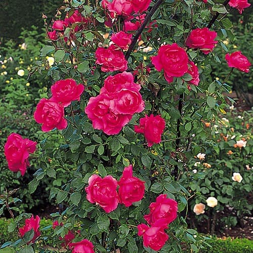 Róża pnąca Parade interface.art zdjęcie 1 Róża pnąca Parade interface.image 1 interface.art 3519