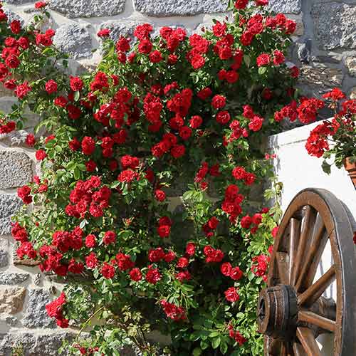 Róża pnąca Paul's Scarlet, root ball interface.image 1 interface.art 2176