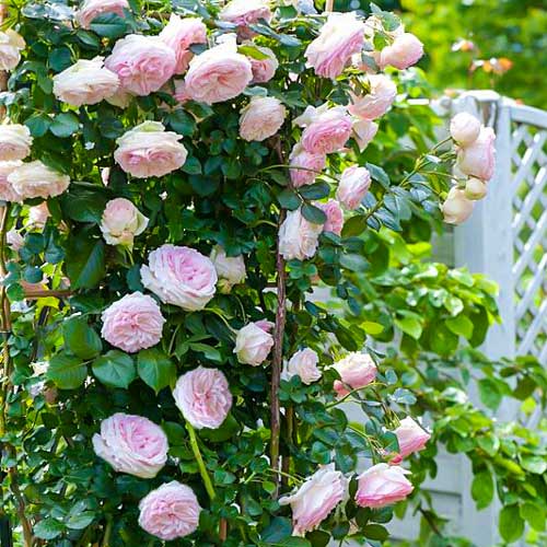 Róża pnąca Pierre de Ronsard interface.image 1 interface.art 2179