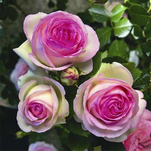 Róża pnąca Pierre de Ronsard®, C5 interface.image 2 interface.art 5497